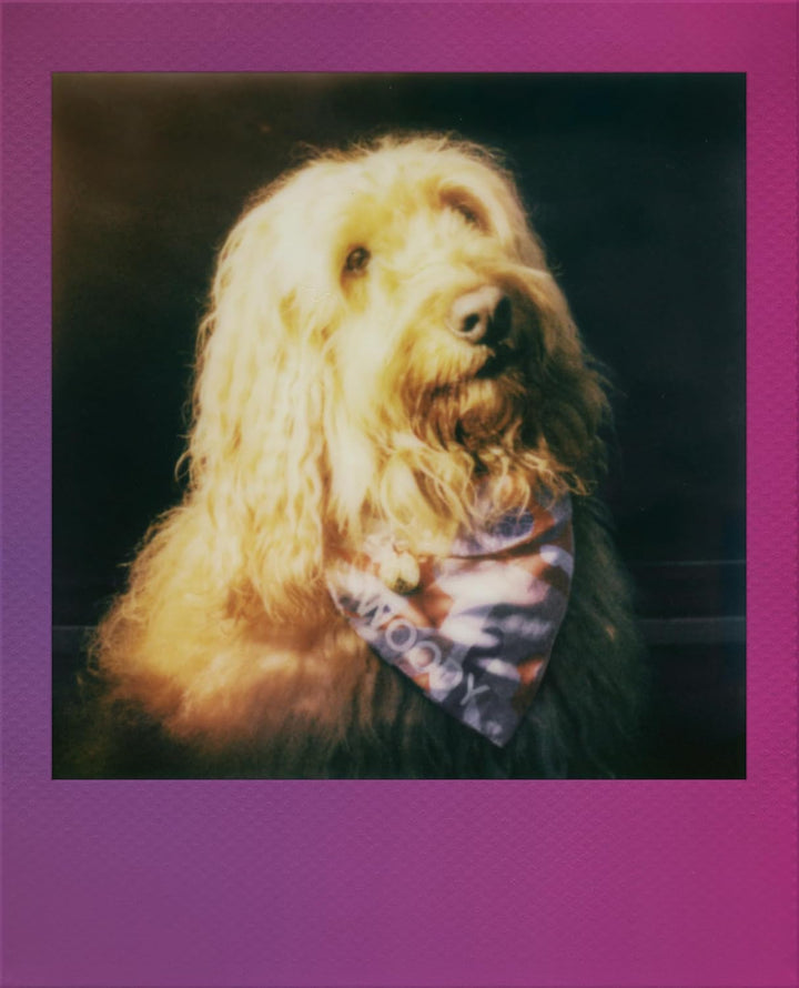 Polaroid Película Go Color \u2013 Marcos multicolor degradado \u201...