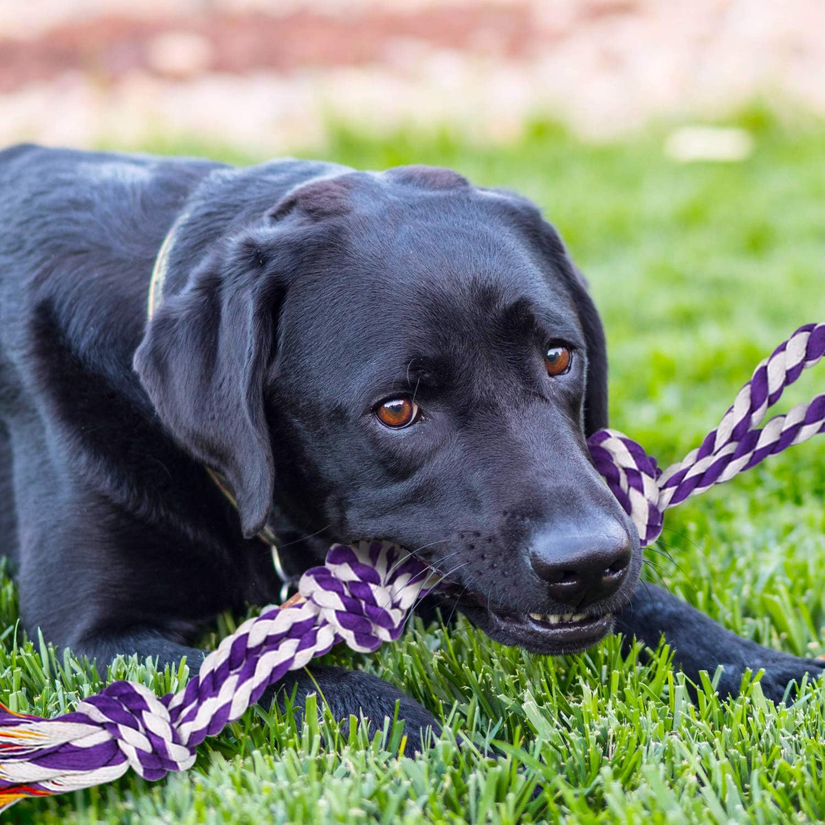 Large Tough Chew Toys para Aggressive Chewers, 9 Pack Dog Rope Toys