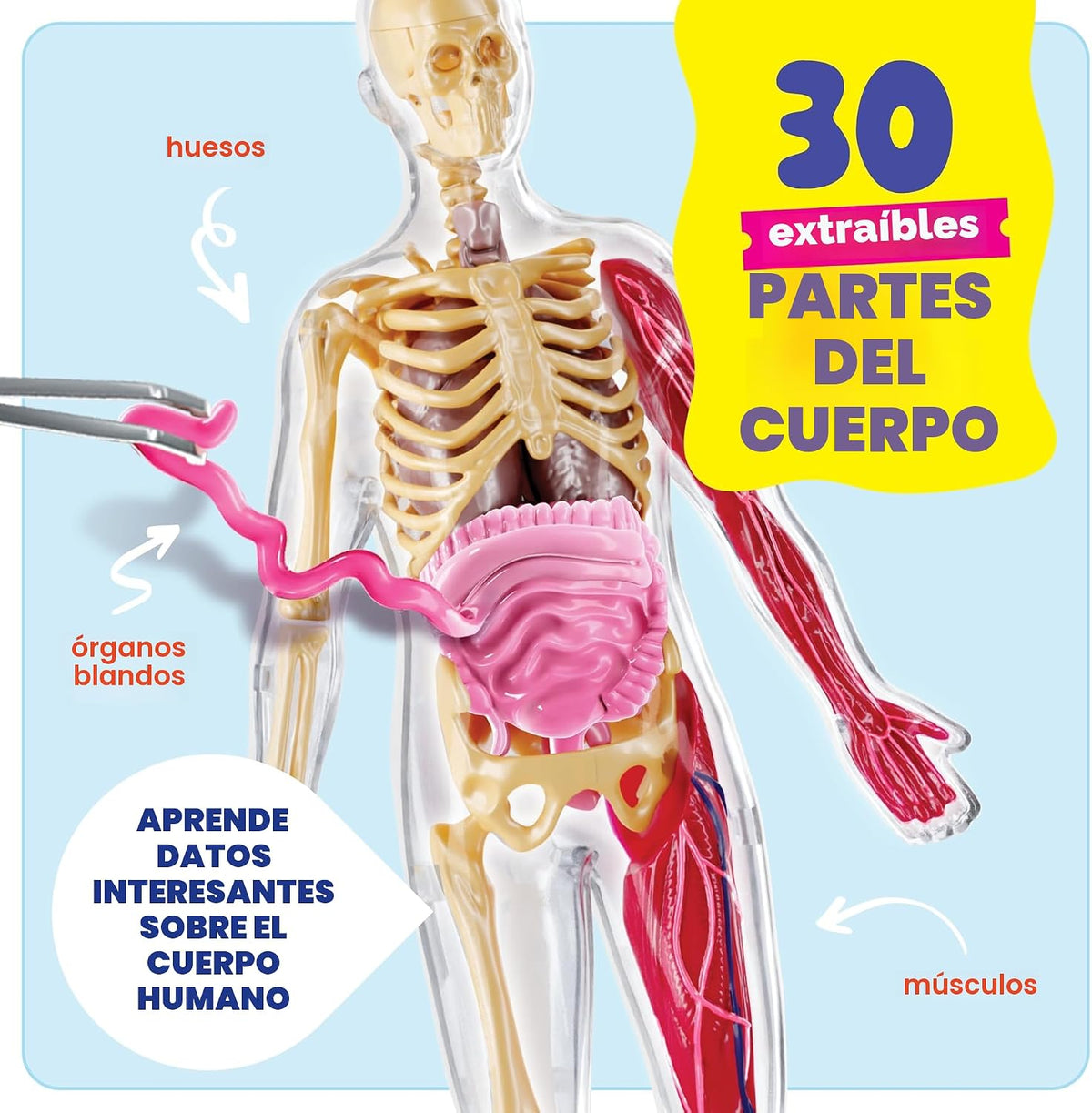Dan&Darci Modelo de cuerpo blando de anatomía humana, kits de ciencia para niños de 4 a 8 años, juguetes STEM para regalo de cumpleaños de niños de 4, 5, 6, 7, 8 años, juguetes educativos de