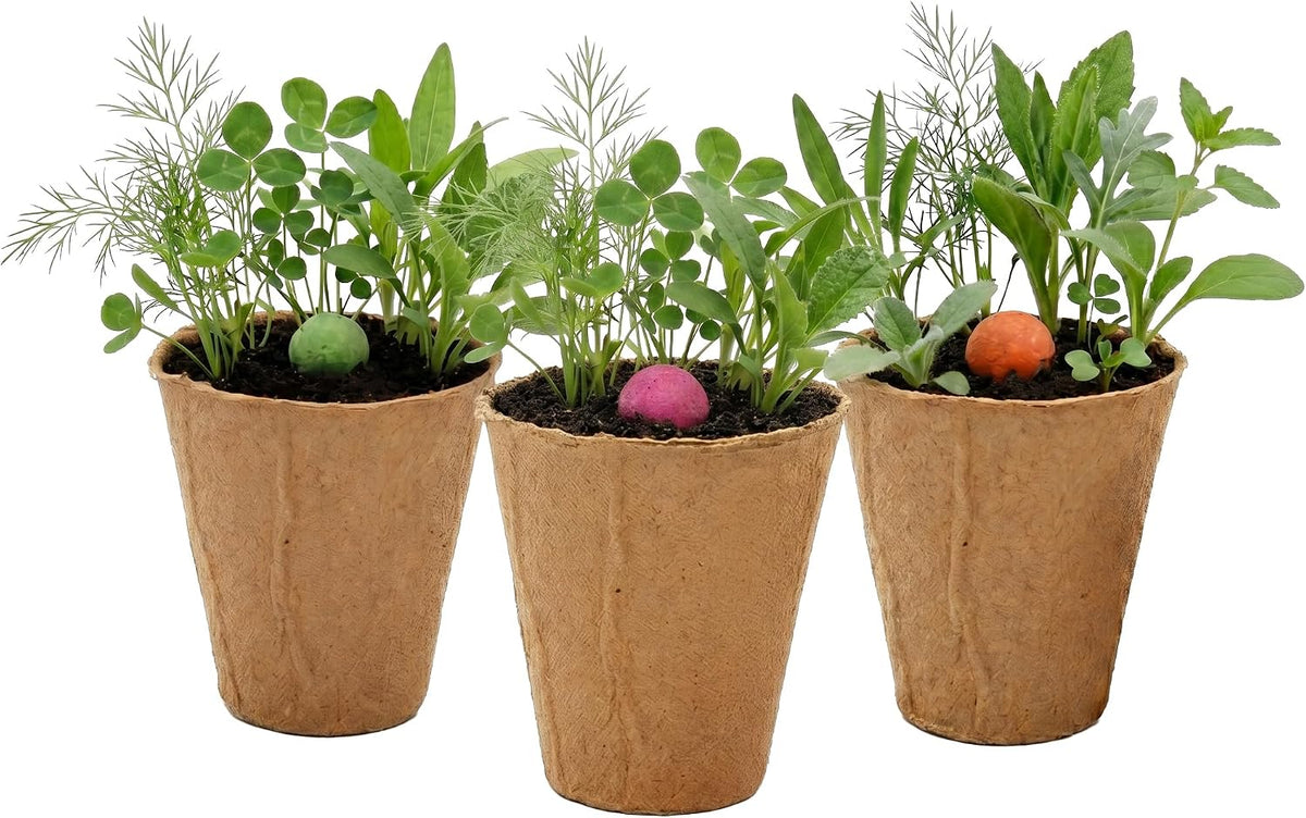 Buzzy Seeds - Vasos de bola de semillas de flores silvestres, paquete de 6