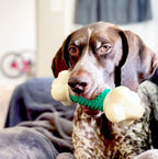 Juguete duro, masticable, con sabor a tocino, de Nylabone, hueso para masticar de doble acción, para perro, Verde