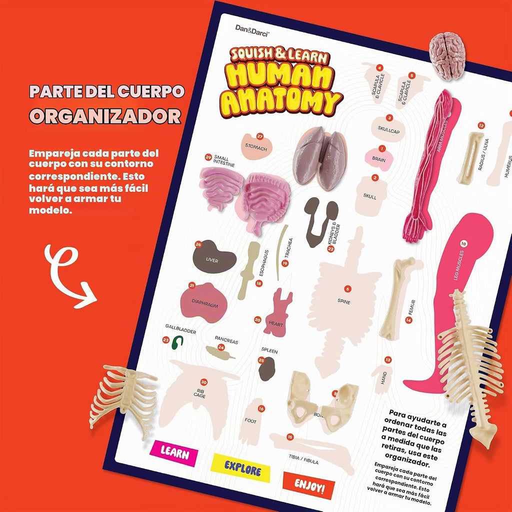 Dan&Darci Modelo de cuerpo blando de anatomía humana, kits de ciencia para niños de 4 a 8 años, juguetes STEM para regalo de cumpleaños de niños de 4, 5, 6, 7, 8 años, juguetes educativos de