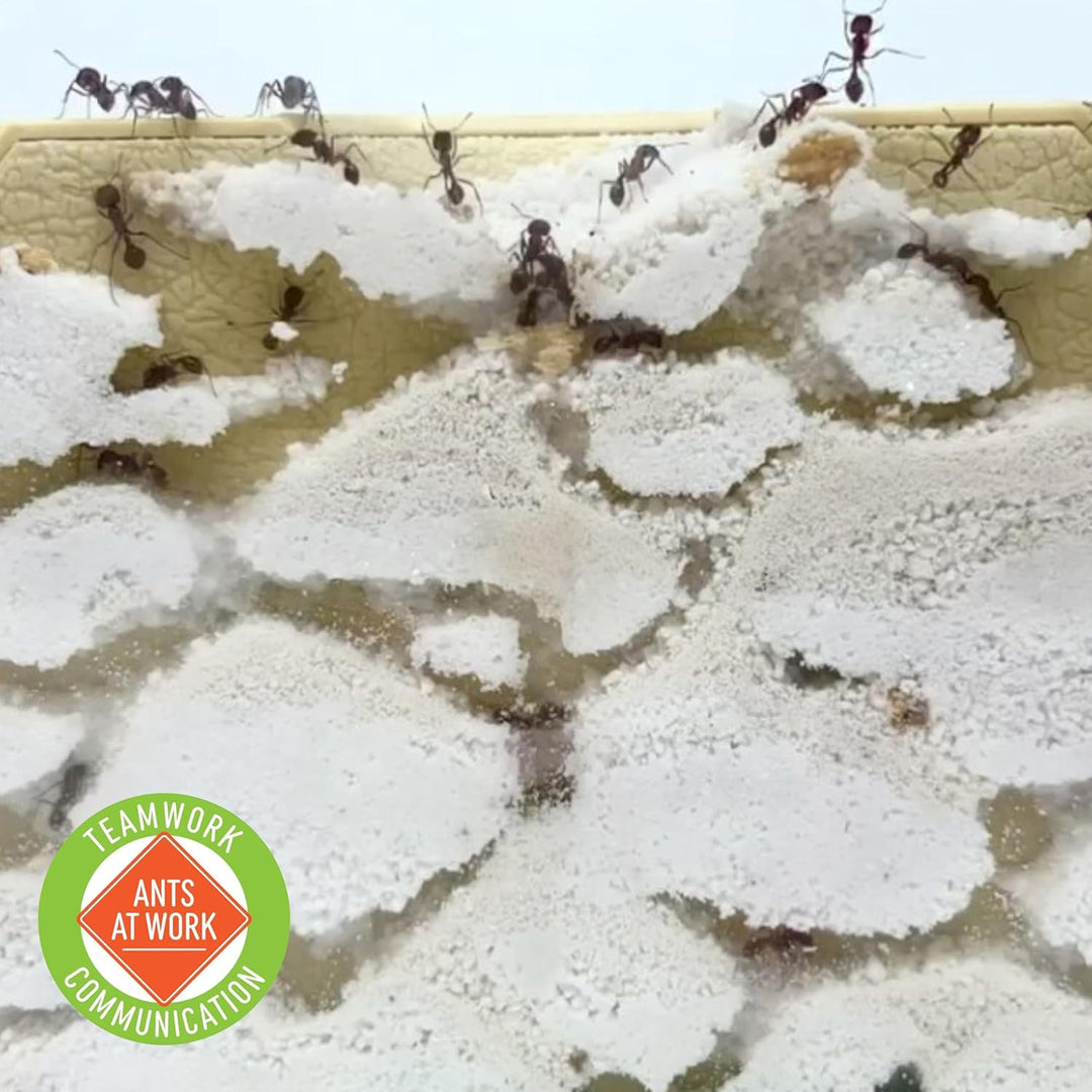 Insect Lore Ant Hill - Recambio de 25 hormigas vivas y