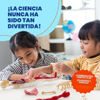 Dan&Darci Modelo de cuerpo blando de anatomía humana, kits de ciencia para niños de 4 a 8 años, juguetes STEM para regalo de cumpleaños de niños de 4, 5, 6, 7, 8 años, juguetes educativos de