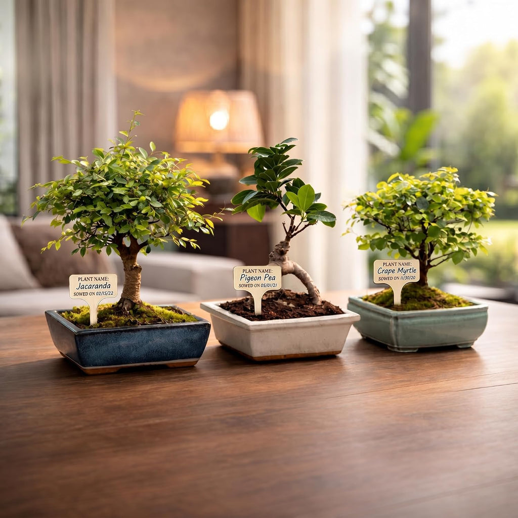 Kit Bonsái Deluxe - Cultivo de 5 árboles bonsái japoneses únicos