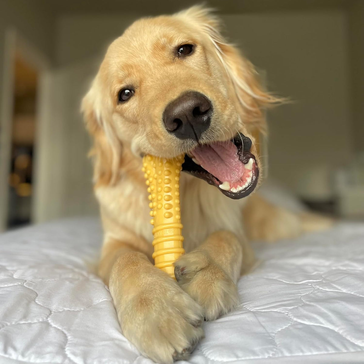 Nylabone Power Chew Favorites de los Clientes Juguetes para Masticar para Perros, Paquete de 3, Grande