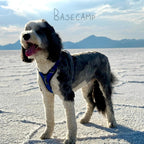 ShawnCo Basecamp Arnés para Perro, Chaleco para Mascotas Sin Tirones con 3 Clips para Correa, Arnés Acolchado, Reflectante, Ligero y Ajustable con Asa para Perros Pequeños, Medianos y Grandes (Verde