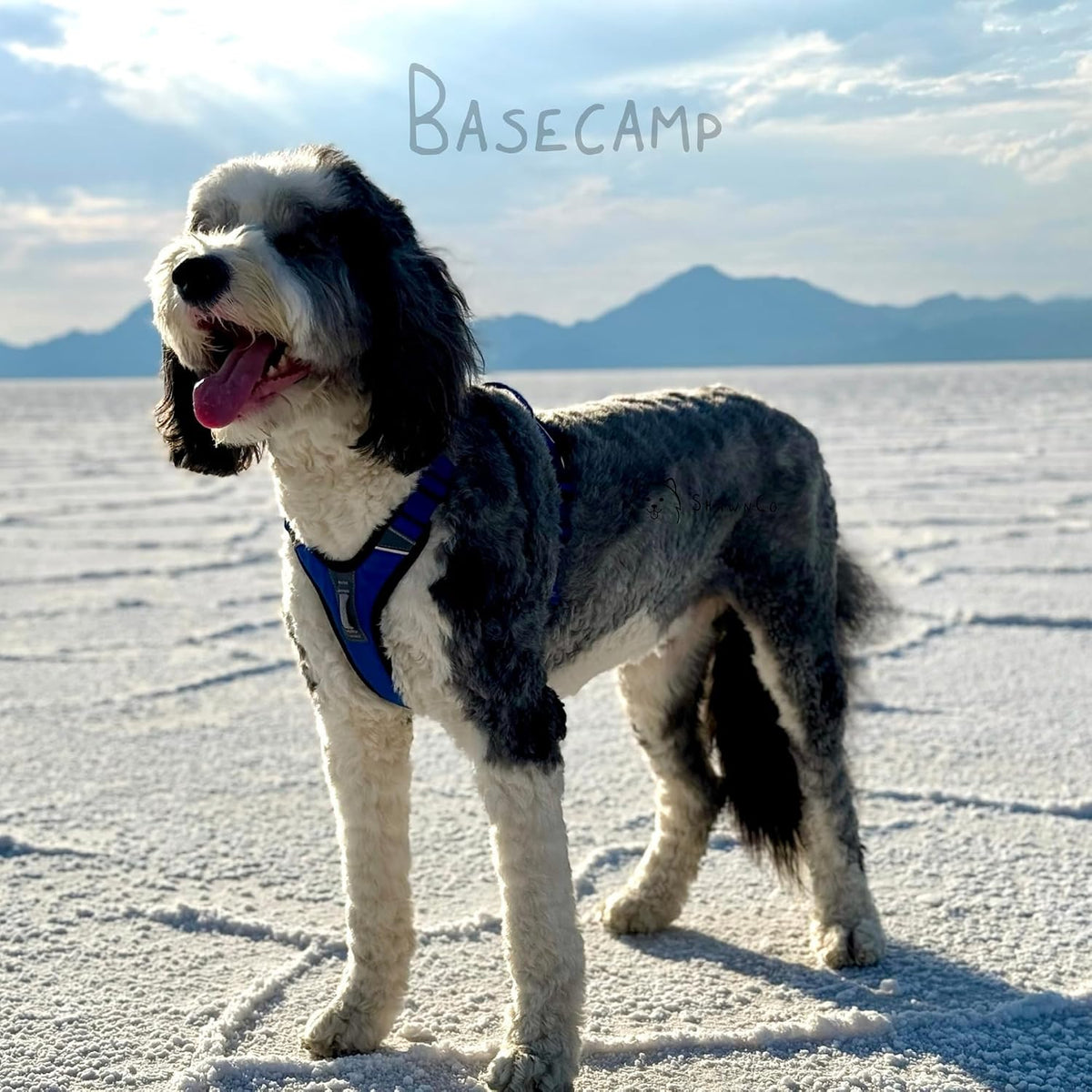 ShawnCo Basecamp Arnés para Perro, Chaleco para Mascotas Sin Tirones con 3 Clips para Correa, Arnés Acolchado, Reflectante, Ligero y Ajustable con Asa para Perros Pequeños, Medianos y Grandes (Verde