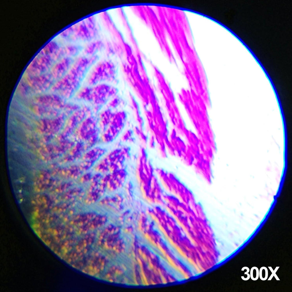 AmScope M30-ABS-KT2-WM 1200X Kit de ciencia de microscopio de 52 piezas +
