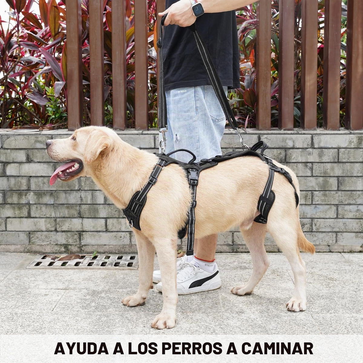 COODEO Mobility - Arnés de elevación para perros, arnés de apoyo y arnés para caminar para perros, chaleco de apoyo de rehabilitación de patas traseras de mascotas, transportador para perros mayores con lesiones en las articulaciones, artritis, escalera