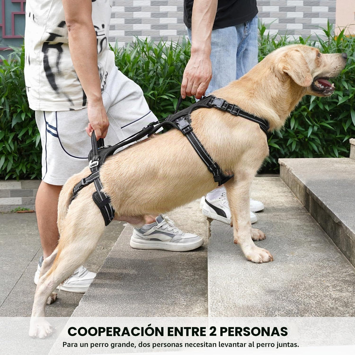 COODEO Mobility - Arnés de elevación para perros, arnés de apoyo y arnés para caminar para perros, chaleco de apoyo de rehabilitación de patas traseras de mascotas, transportador para perros mayores con lesiones en las articulaciones, artritis, escalera