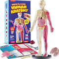 Dan&Darci Modelo de cuerpo blando de anatomía humana, kits de ciencia para niños de 4 a 8 años, juguetes STEM para regalo de cumpleaños de niños de 4, 5, 6, 7, 8 años, juguetes educativos de