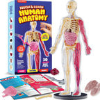 Dan&Darci Modelo de cuerpo blando de anatomía humana, kits de ciencia para niños de 4 a 8 años, juguetes STEM para regalo de cumpleaños de niños de 4, 5, 6, 7, 8 años, juguetes educativos de