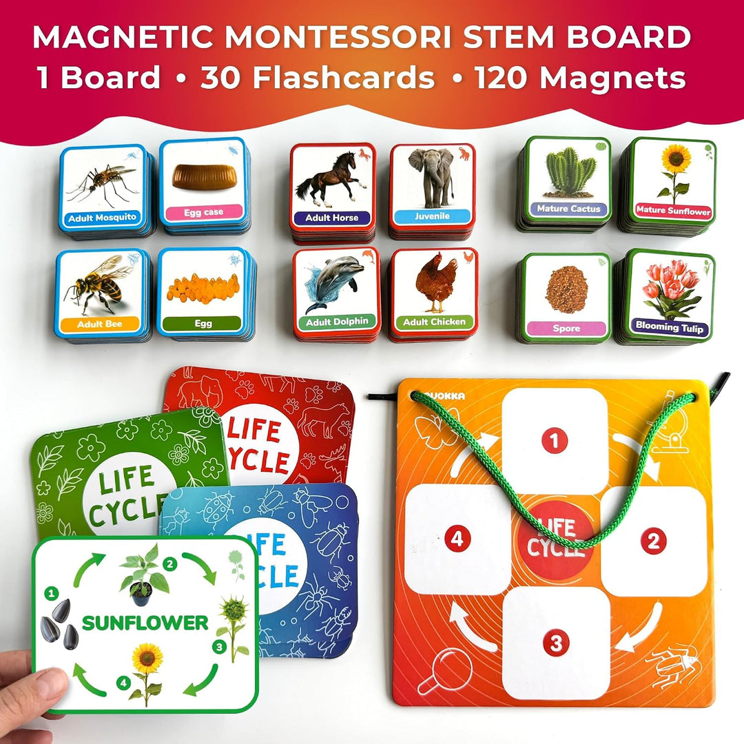 Juguetes de ciclo de vida para niños: tarjetas magnéticas de cienci...