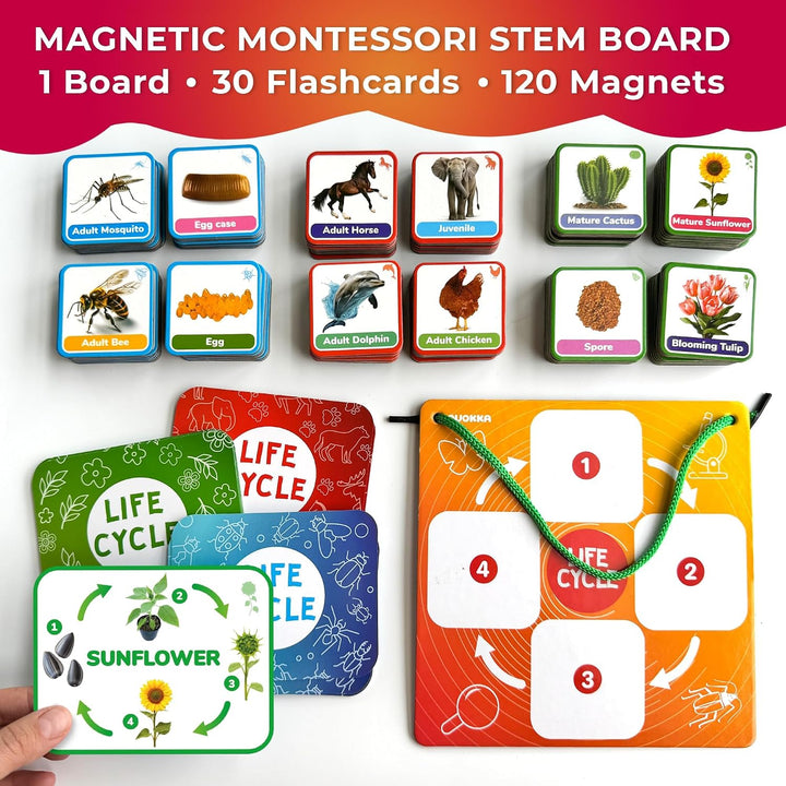 Juguetes de ciclo de vida para niños: tarjetas magnéticas de cienci...