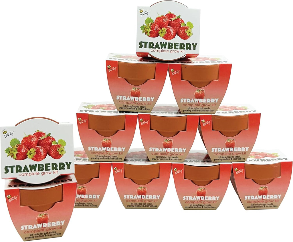 Buzzy Seeds Alpine Strawberry Grow Kit de 12 unidades, macetas de terracota