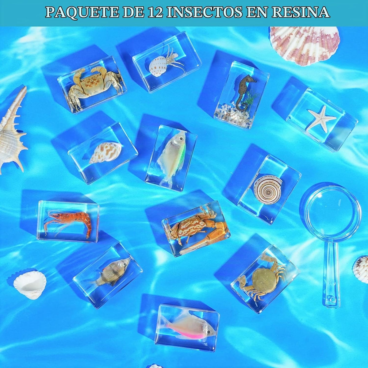Set de 12 especímenes marinos en resina – Colección real de criaturas marinas de taxidermia con lupa para decoración de biología marina, exhibición y regalo para amantes del océano
