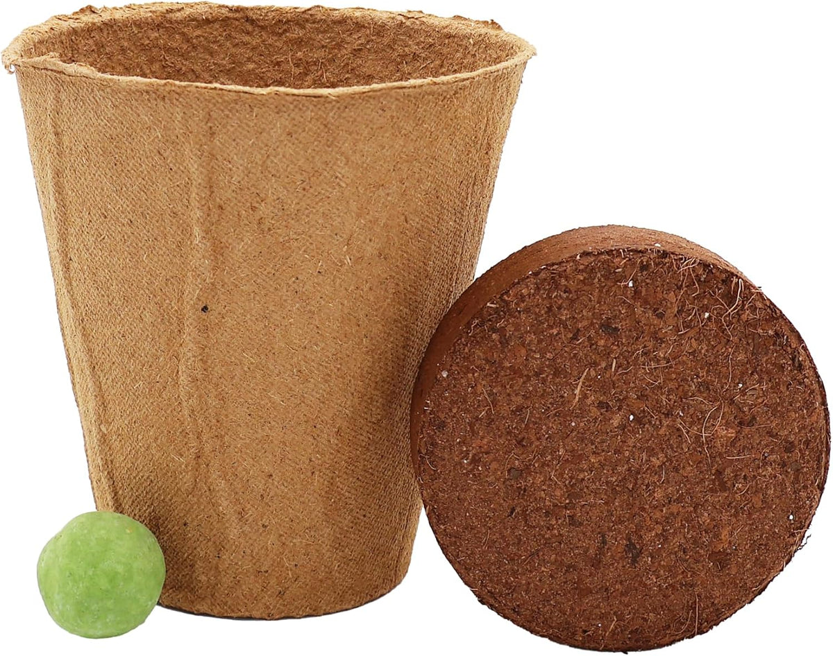 Buzzy Seeds - Vasos de bola de semillas de flores silvestres, paquete de 6