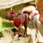 Schleich Dinosaurs - Tyrannosaurus Rex Rojo Figuras Dino para Niños 4+ | 72068