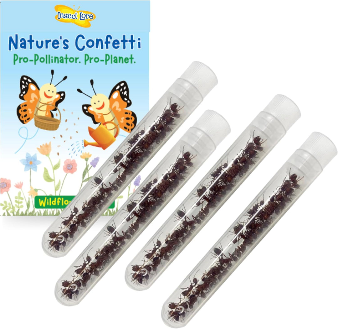 Insect Lore 100 hormigas cosechadoras nativas occidentales