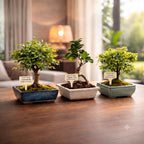 Bonsai Tree Kit Classic - Growing 3 Unique Japanese Bonzai Trees