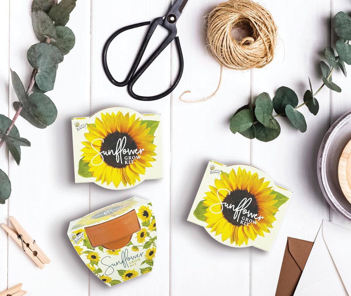 BUZZY Seeds - Kit de cultivo de girasol, paquete de 12, macetas de