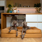 XXL - Cama para perro, espuma ortopédica de enfriamiento con