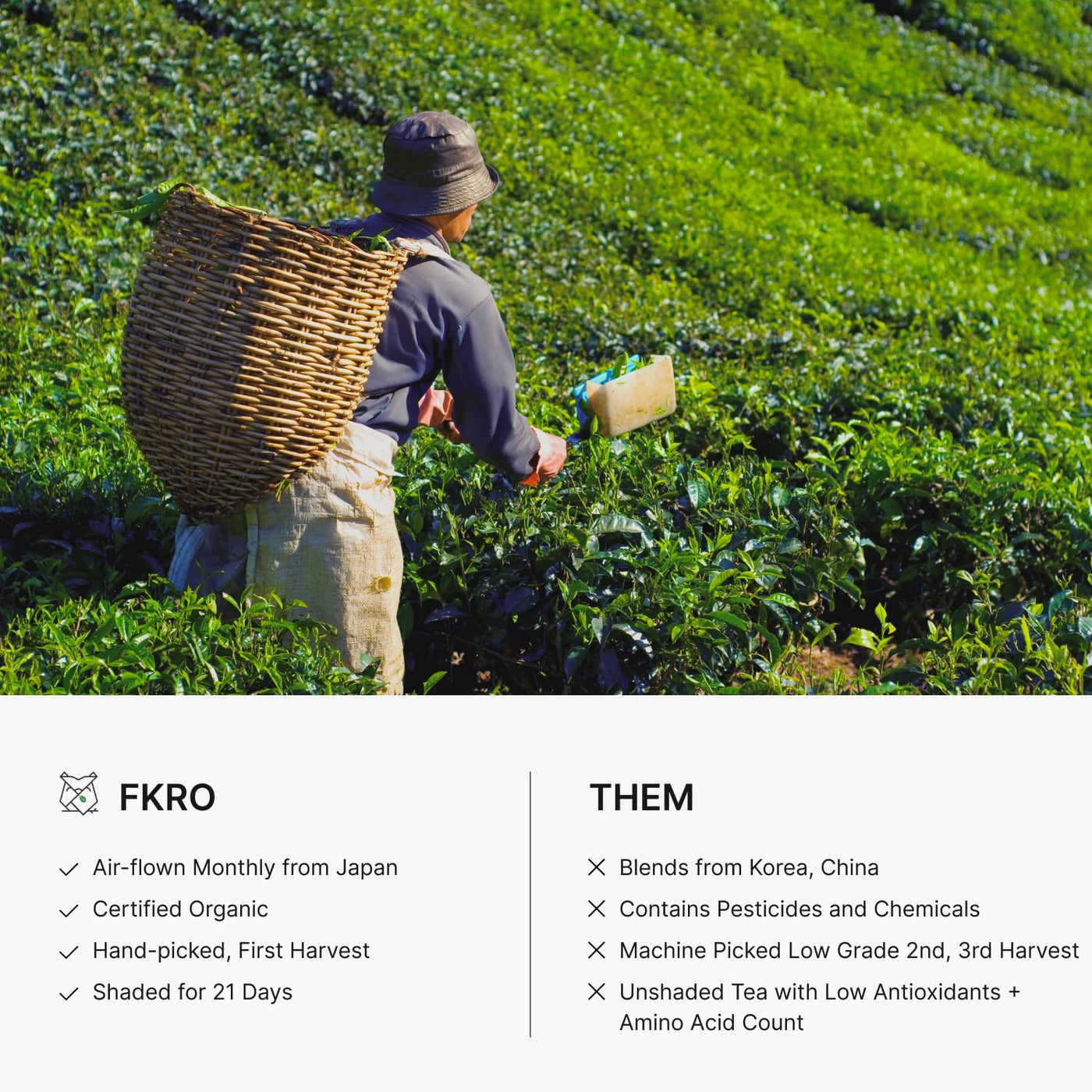 FKRO Té verde Matcha orgánico de grado ceremonial Primera