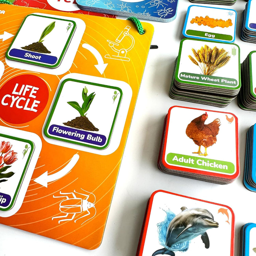 Juguetes de ciclo de vida para niños: tarjetas magnéticas de cienci...