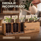 Kit Bonsái Deluxe - Cultivo de 5 árboles bonsái japoneses únicos