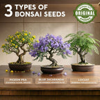 Bonsai Tree Kit Classic - Growing 3 Unique Japanese Bonzai Trees