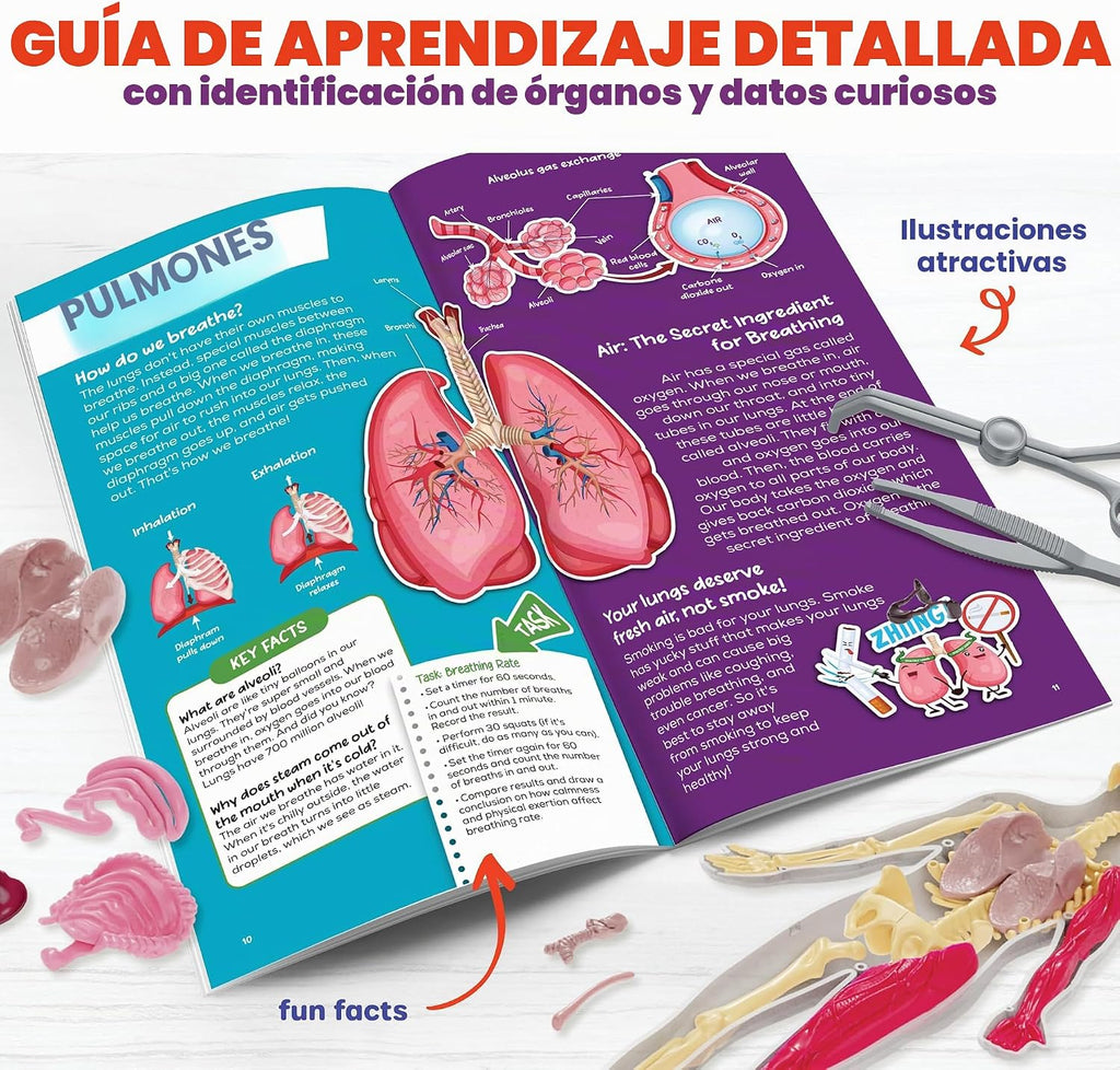 Dan&Darci Modelo de cuerpo blando de anatomía humana, kits de ciencia para niños de 4 a 8 años, juguetes STEM para regalo de cumpleaños de niños de 4, 5, 6, 7, 8 años, juguetes educativos de