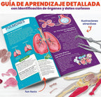 Dan&Darci Modelo de cuerpo blando de anatomía humana, kits de ciencia para niños de 4 a 8 años, juguetes STEM para regalo de cumpleaños de niños de 4, 5, 6, 7, 8 años, juguetes educativos de