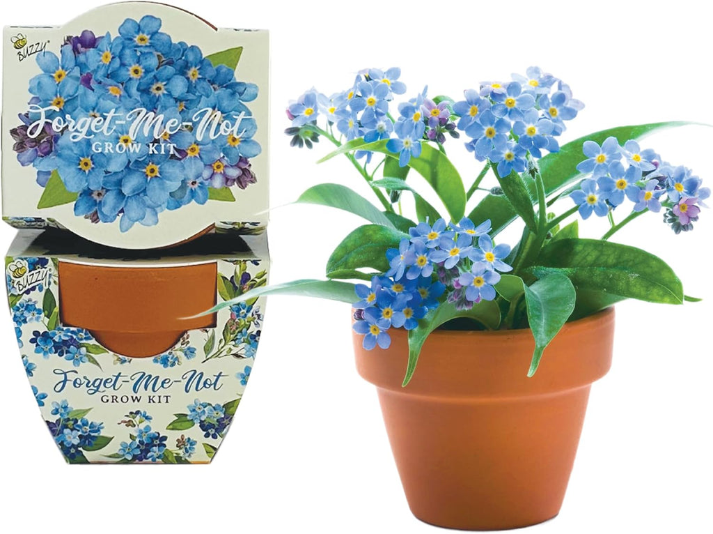 BUZZY Seeds Kit de cultivo Forget-Me-Not - Paquete de 12, macetas de