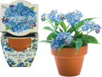BUZZY Seeds Kit de cultivo Forget-Me-Not - Paquete de 12, macetas de