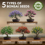 Kit Bonsái Deluxe - Cultivo de 5 árboles bonsái japoneses únicos