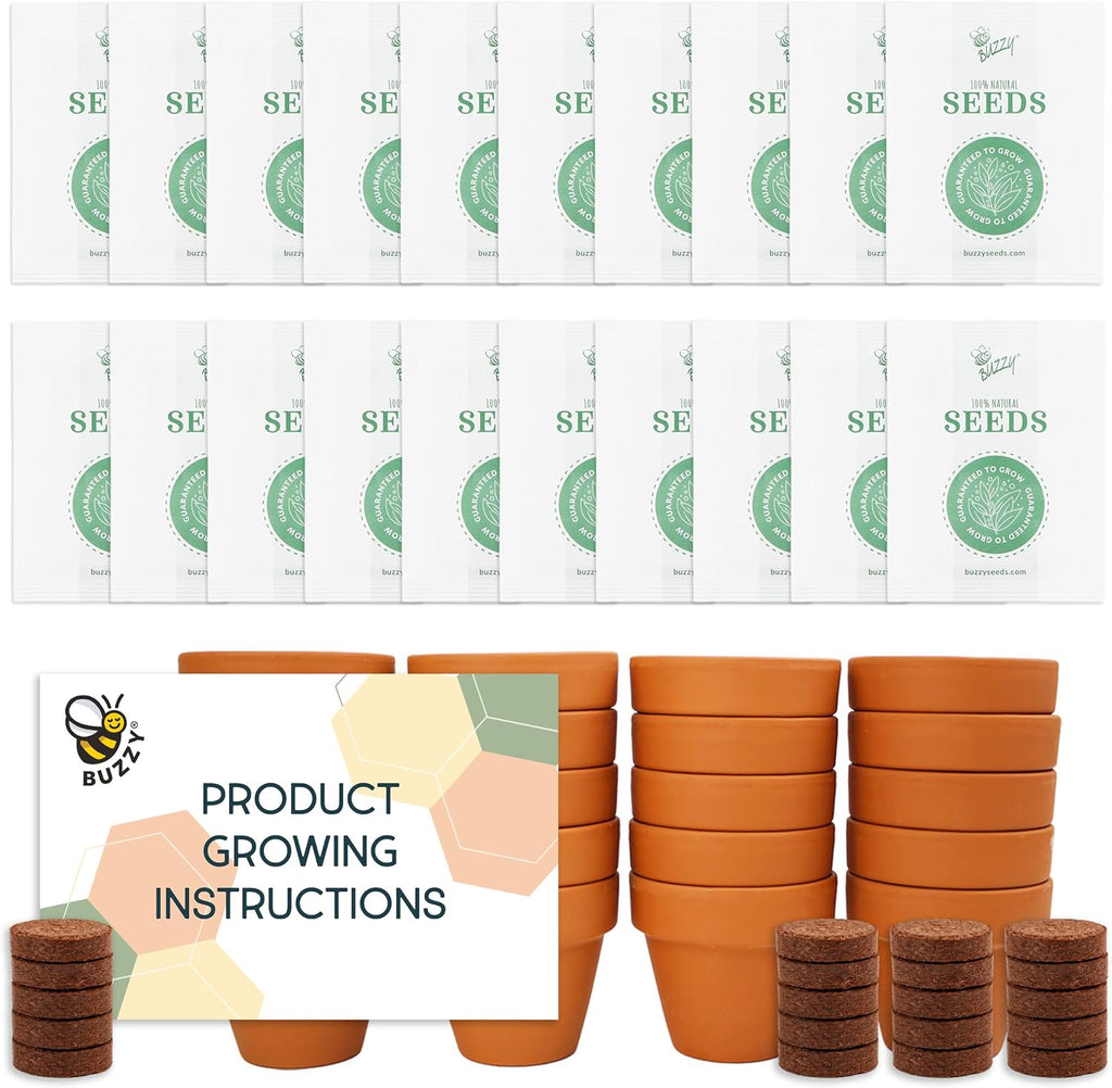 BUZZY Kit de cultivo de girasol, paquete de 20 macetas de terracota a
