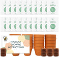 Buzzy Kit de cultivo de árbol de abeto, paquete de 20 macetas de terracota