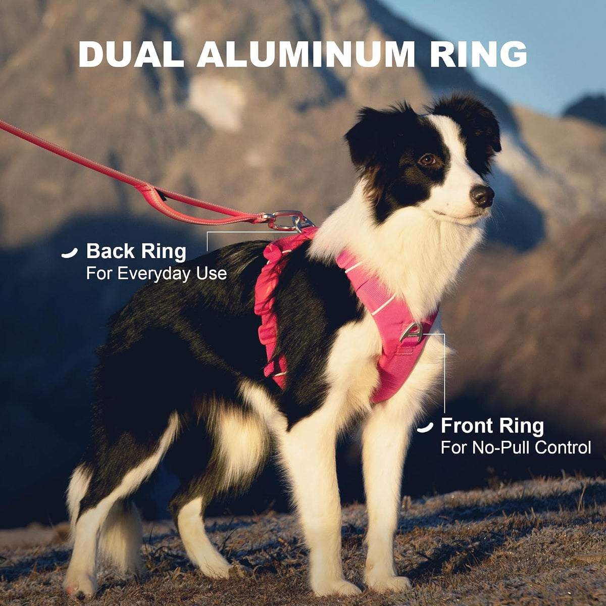 Daily Roam - Arnés para perro, hebillas magnéticas