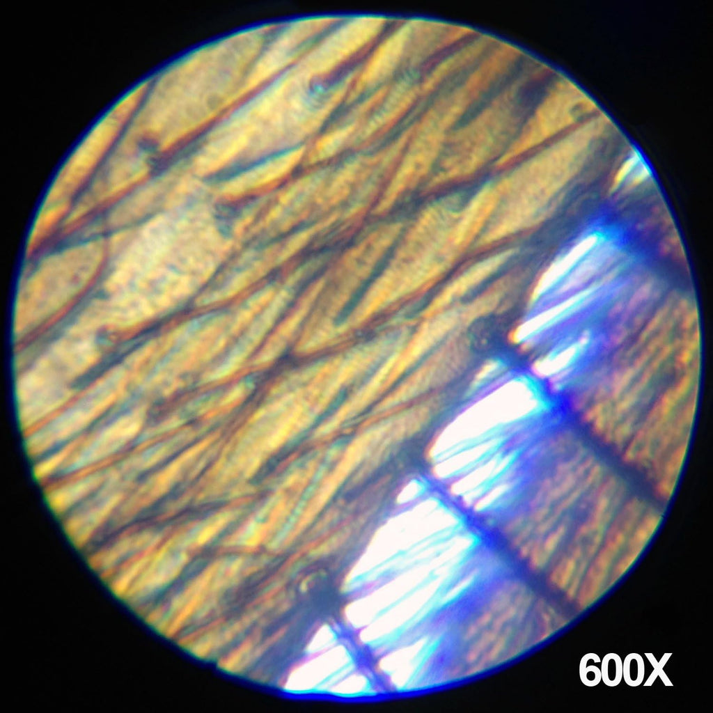 AmScope M30-ABS-KT2-WM 1200X Kit de ciencia de microscopio de 52 piezas +