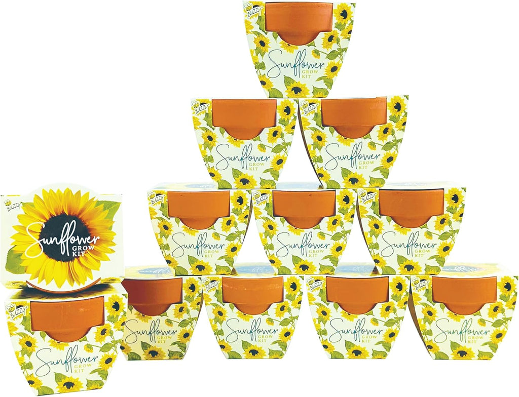 BUZZY Seeds - Kit de cultivo de girasol, paquete de 12, macetas de