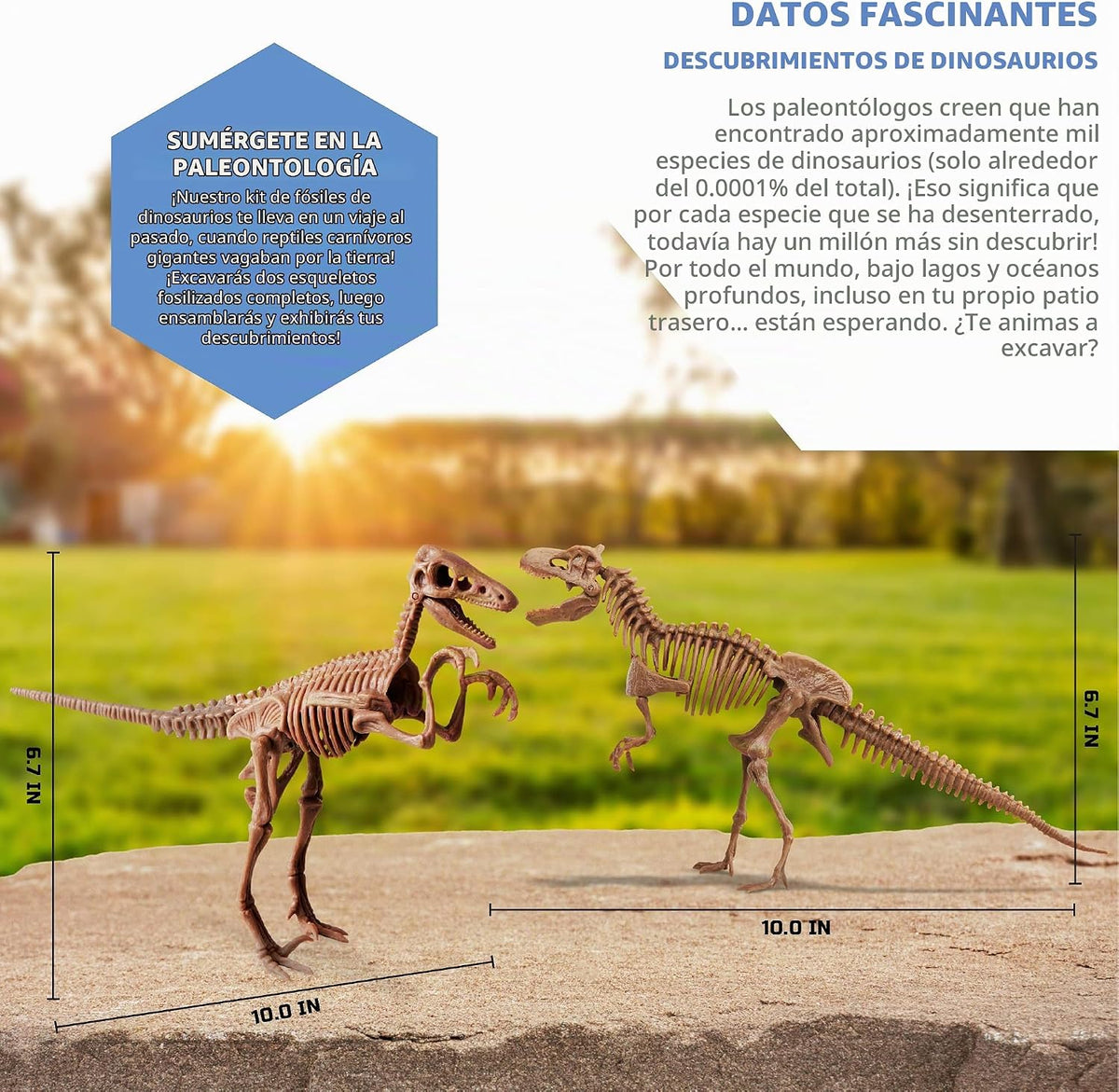 Discovery Kit de excavación de fósiles de dinosaurios - Excavar y montar esqueletos de T-Rex y Velociraptor | Rompecabezas de huesos de dinosaurio 3D | Juguete de paleontología jurásica para niños |
