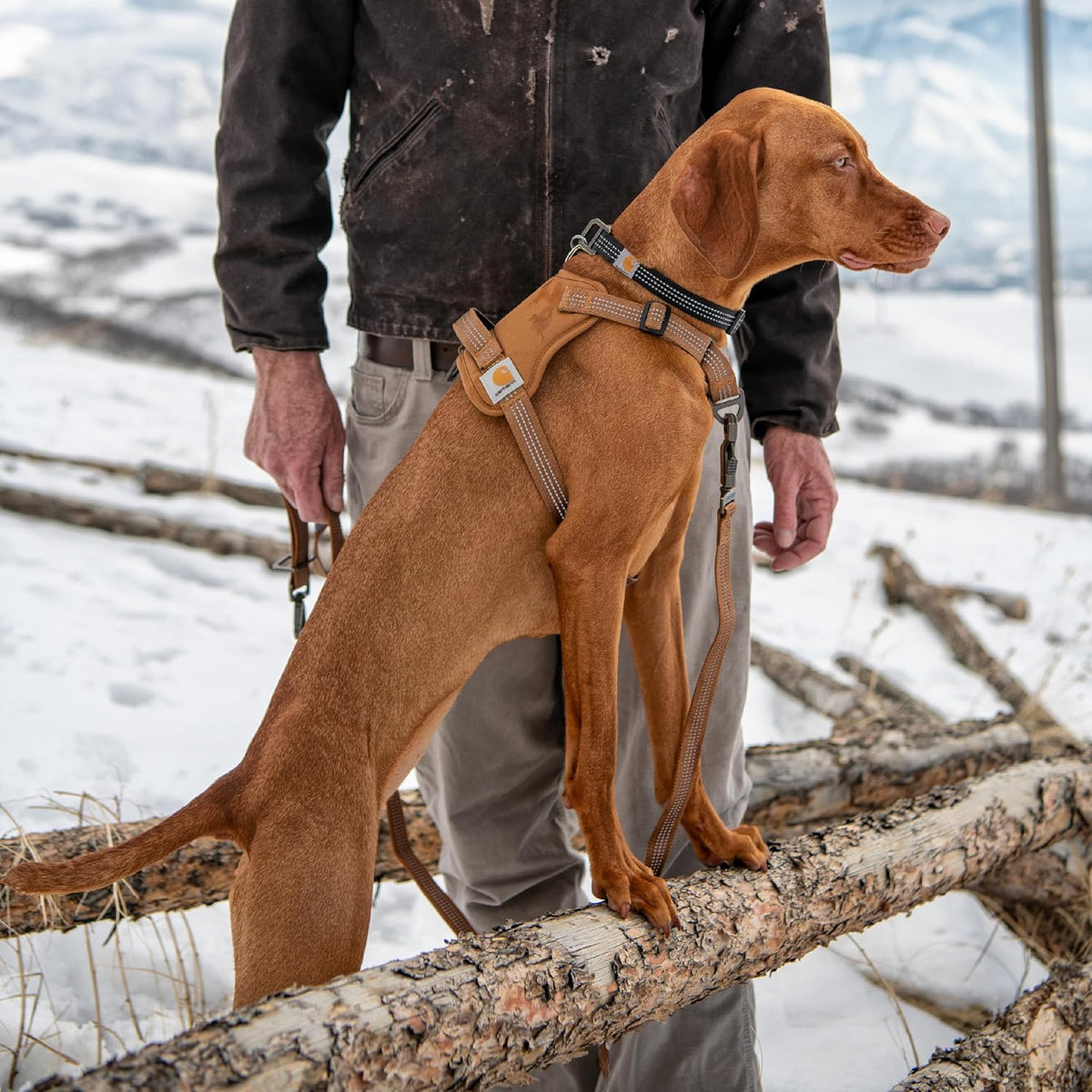 Carhartt Arnés para Perro de Nylon Duck Sin Tirones, Totalmente Ajustable con Mango de Control Rápido y Acentos Reflectantes, Vino Profundo, Pequeño