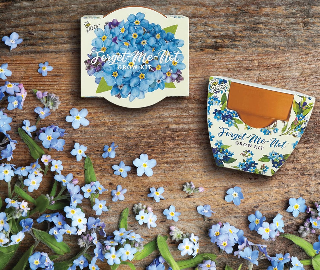 BUZZY Seeds Kit de cultivo Forget-Me-Not - Paquete de 12, macetas de