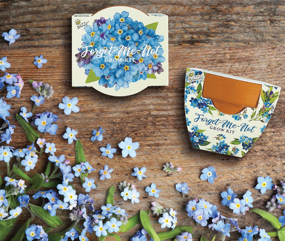 BUZZY Seeds Kit de cultivo Forget-Me-Not - Paquete de 12, macetas de