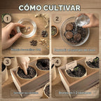 Bonsai Tree Kit Classic - Growing 3 Unique Japanese Bonzai Trees