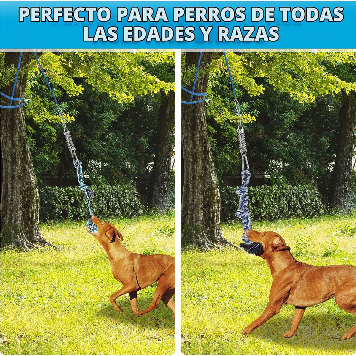 TRSMIMA - Juguetes de cuerda de poste de resorte para perros resistentes