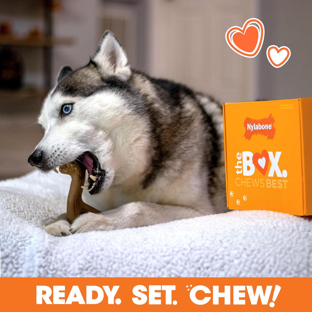 Nylabone - Caja de regalo para perros, juguetes masticables fuertes y