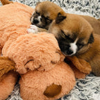 Snuggle - Juguete de ritmo cardíaco para cachorros, comodidad relajante
