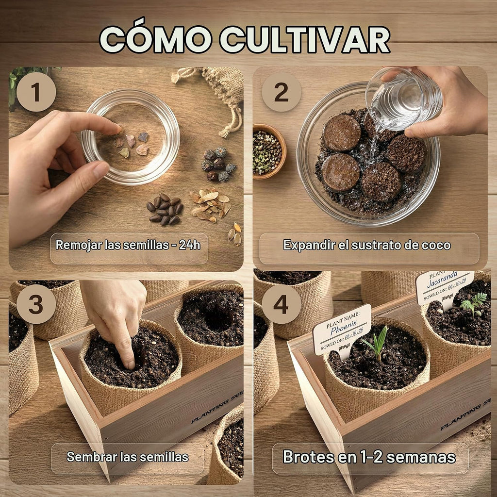 Kit Bonsái Deluxe - Cultivo de 5 árboles bonsái japoneses únicos